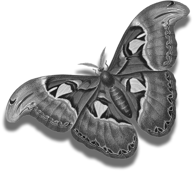 Moth