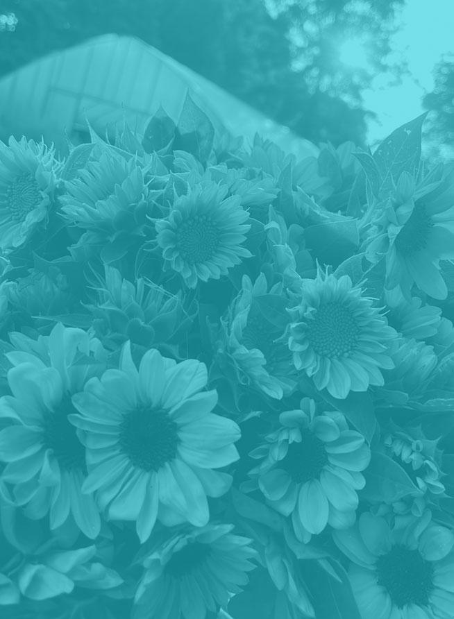 sunflowers