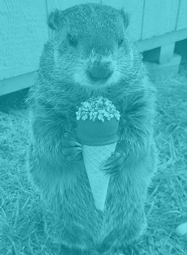groundhog